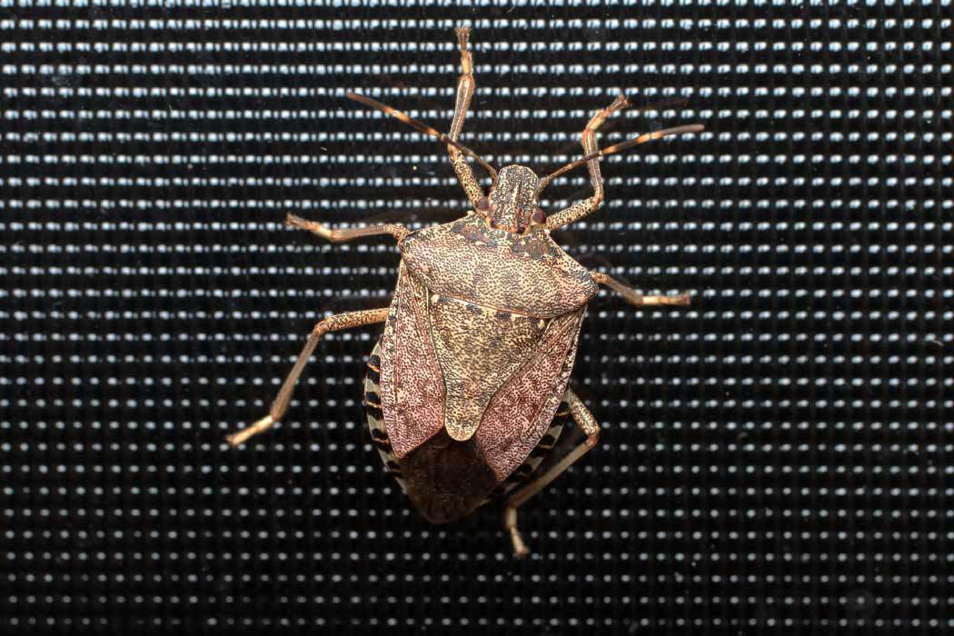 Brown marmorated stink bug